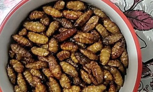 The Art of Frying Silkworm Pupae:A Culinary Exploration