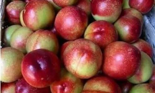 Preserving Nectarines Fresh Without a Refrigerator