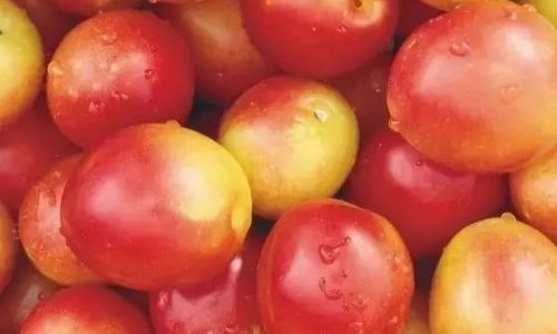 Preserving Nectarines Fresh Without a Refrigerator