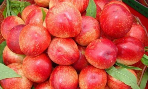 Preserving Nectarines Fresh Without a Refrigerator