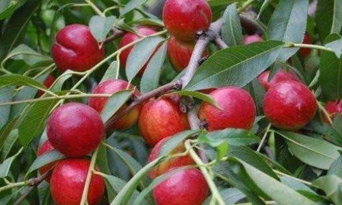 Can Nectarines Be Stored in the Refrigerator?A Comprehensive Guide