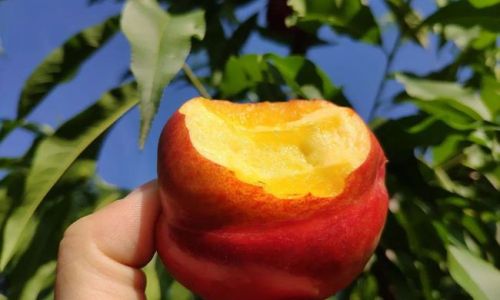 When Do Nectarines Reach Their Peak Ripeness?