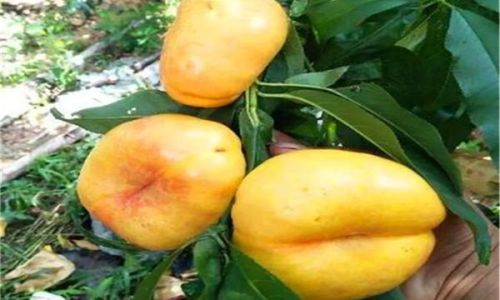 When Do Nectarines Reach Their Peak Ripeness?