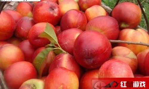 An Introduction to Nectarine Preservation Methods