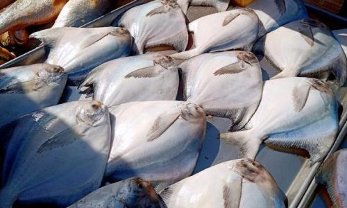 How to Make Oil-Splashed Pomfret:A Culinary Delight