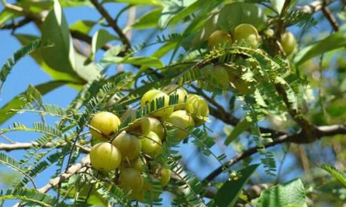 Discovering the Culinary Delights of Oilseed Phyllanthus:How to Enjoy Oilseed Phyllanthus