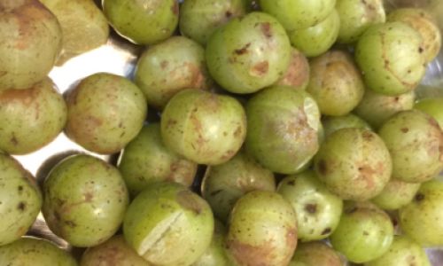 Discovering the Culinary Delights of Oilseed Phyllanthus:How to Enjoy Oilseed Phyllanthus