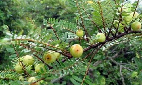 Discovering the Culinary Delights of Oilseed Phyllanthus:How to Enjoy Oilseed Phyllanthus