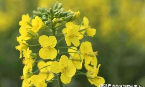 Exploring the Culinary Delights of Rapeseed Flowers:Unique Eating Methods