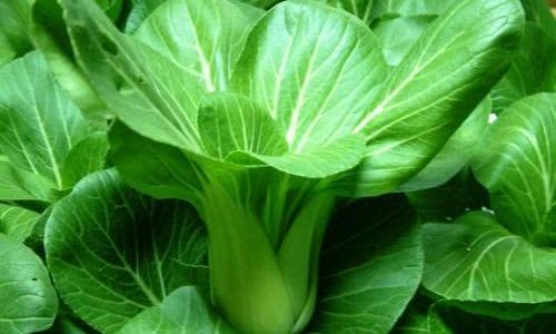 The Most Nutritious Pairings for Rapeseed Canola)Oil:Enhancing Your Dietary Intake