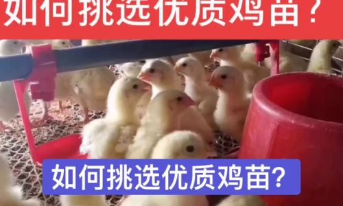 Mastering the Art of Selecting High-Quality Free-Range Chickens