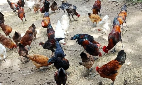 Mastering the Art of Selecting High-Quality Free-Range Chickens