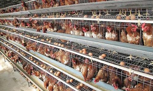 Mastering the Art of Selecting High-Quality Free-Range Chickens