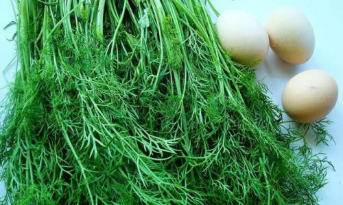 Mastering the Art of Selecting High-Quality Fennel:A Comprehensive Guide
