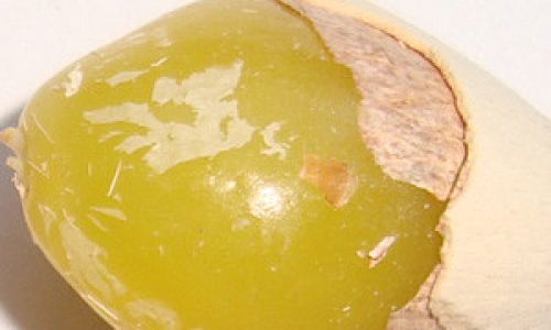 How Long to Roast Ginkgo Nuts in a Microwave Oven