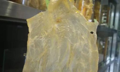 What is Used to Make Fish Glue:An In-Depth Exploration