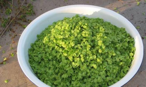Selecting the Optimal Flour for Steaming Elm Seeds:A Comprehensive Guide