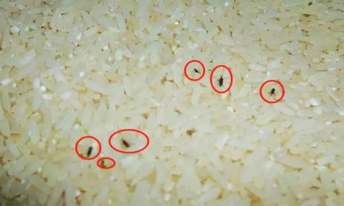 Mastering Long-Term Rice Storage:Techniques to Preserve Grains for Over a Decade