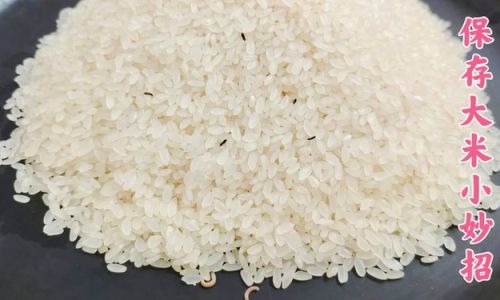 The Simplest and Most Effective Methods to Preserve Rice for Long-Term Freshness