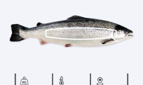 Mastering the Art of Cooking Salmon:Techniques,Recipes,and Tips for Culinary Excellence