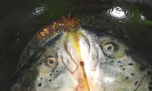 Mastering the Art of Cooking Salmon:Techniques,Recipes,and Tips for Culinary Excellence