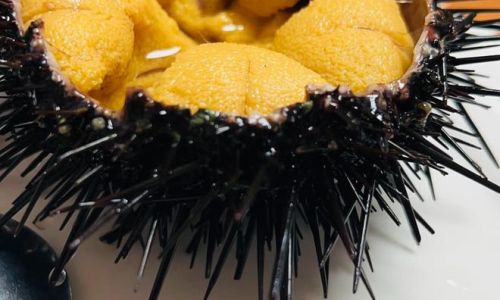 The Optimal Season for Plump Sea Urchins in Dalian:A Culinary Guide