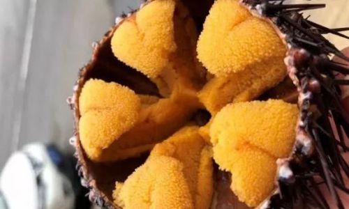 The Optimal Season for Plump Sea Urchins in Dalian:A Culinary Guide