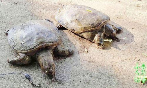 Mastering the Art of Cooking Large Soft-Shell Turtle:A Guide to Culinary Excellence