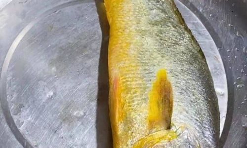 Mastering the Art of Cooking Large Yellow Croaker:Delicious Recipes and Techniques