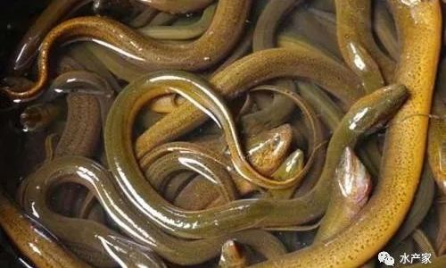 The Ultimate Guide to Cleaning Large Eels:Quick and Effective Techniques for Pristine Results