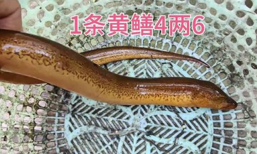 The Ultimate Guide to Cleaning Large Eels:Quick and Effective Techniques for Pristine Results