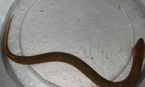 The Ultimate Guide to Cleaning Large Eels:Quick and Effective Techniques for Pristine Results