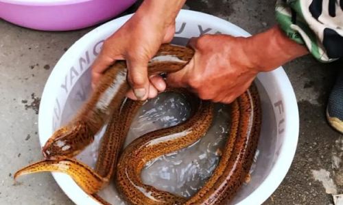 The Ultimate Guide to Cleaning Large Eels:Quick and Effective Techniques for Pristine Results