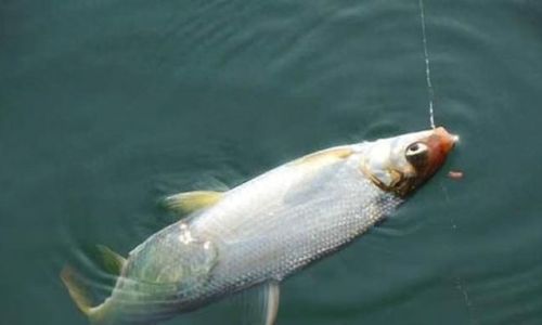 Mastering the Art of Cooking Large Yellow Croaker:Techniques and Procedures Unveiled