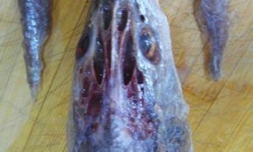 Mastering the Art of Cooking Large Yellow Croaker:Techniques and Procedures Unveiled