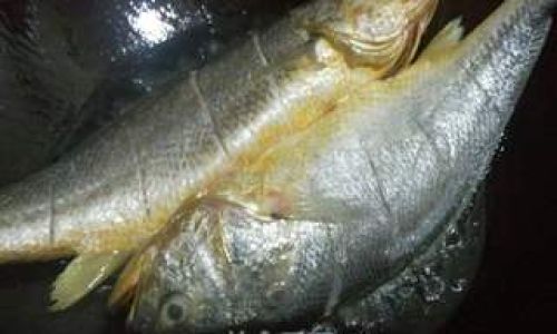 Mastering the Art of Cooking Large Yellow Croaker:Techniques and Procedures Unveiled