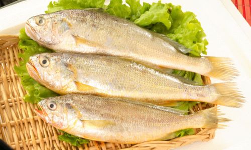 Can Large Yellow Croaker Be Frozen Safely?A Comprehensive Guide to Preservation and Quality