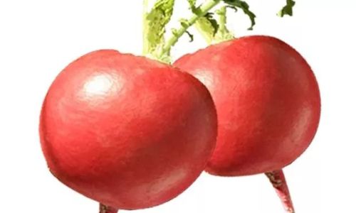 The Ultimate Guide to Cooking Red Radishes:Recipes and Techniques for Every Kitchen