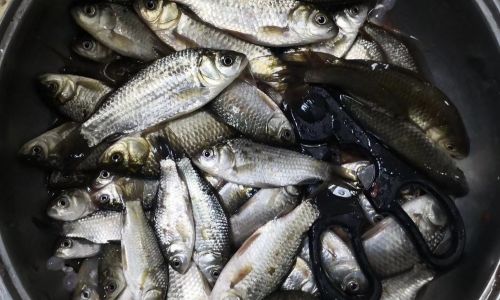 Mastering the Art of Dashi:A Comprehensive Guide to Crafting Authentic Dried Bonito Flake Broth