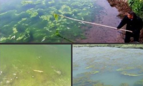 The Most Effective Methods for Killing Algae Moss)Growth