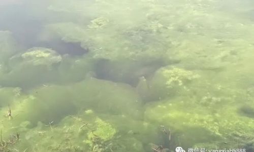 The Most Effective Methods for Killing Algae Moss)Growth