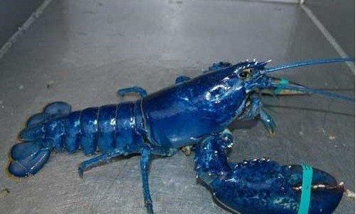 Can Pre-Killed Crayfish Be Stored in the Refrigerator for Freshness?