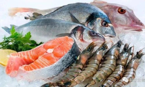 Can Filleted Sea Bass Be Frozen?An In-Depth Guide