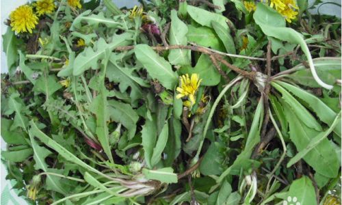 Preserving Dried Broomrape:A Comprehensive Guide