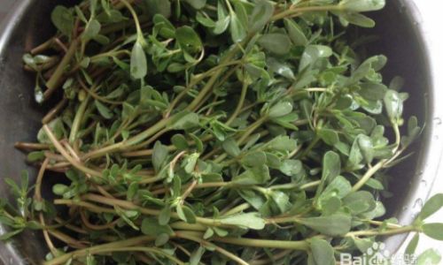 Preserving Dried Broomrape:A Comprehensive Guide