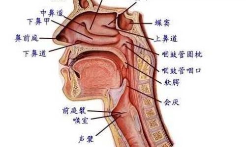 A Comprehensive Guide to Making Throat-Soothing Noodles:A Culinary Journey
