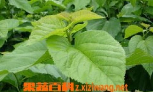 A Culinary Journey:Discovering the Art of Making Mulberry Leaf Porridge
