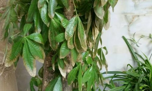 Addressing the Yellowing of Mulberry Leaves:Comprehensive Solutions and Management Strategies