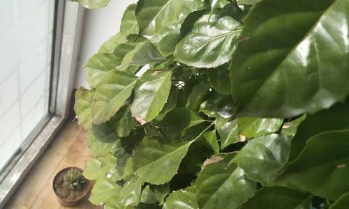 Addressing the Yellowing of Mulberry Leaves:Comprehensive Solutions and Management Strategies
