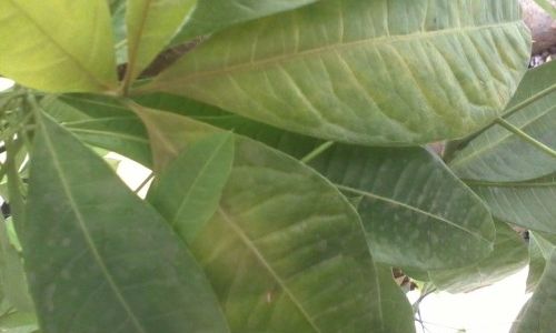 Addressing the Yellowing of Mulberry Leaves:Comprehensive Solutions and Management Strategies